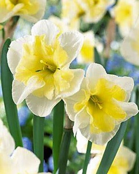 Daffodil Smiling Twin /Narcissus/
