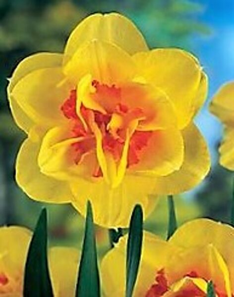 Daffodil Tahiti /Narcissus/