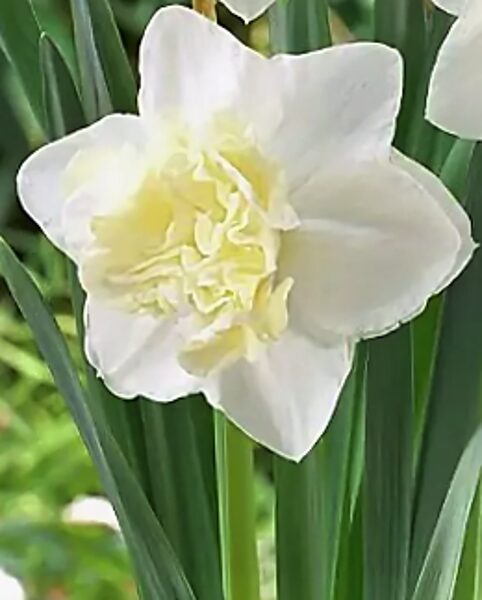Нарцисс White Marvel /Narcissus/