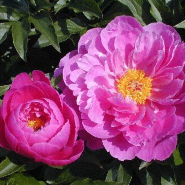 Пион Nice Gal /Paeonia/