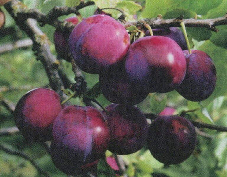 European Plum Renklod Uļjaniščeva /Prunus Domestica/