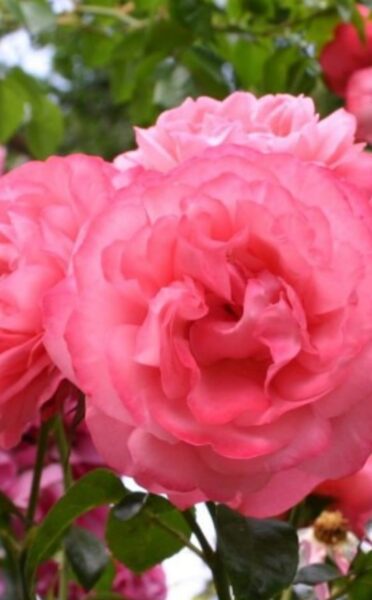 Climbing rose Rosanna /Rosa/