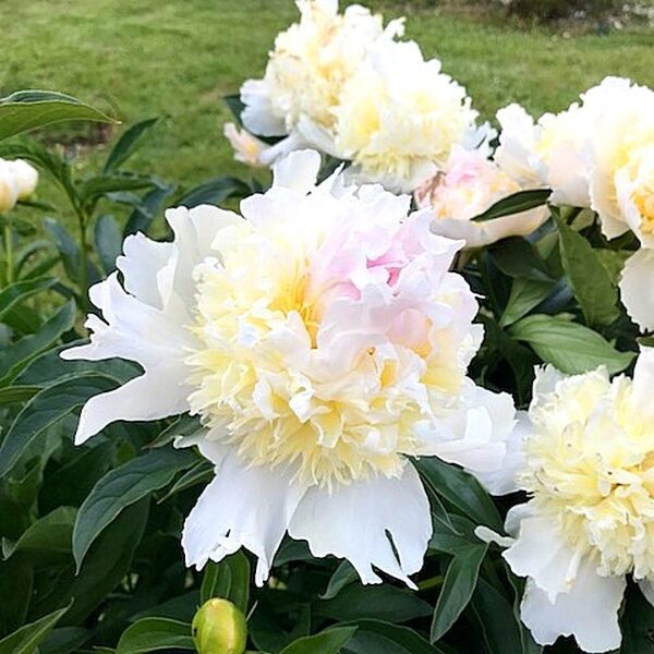 Peony lactiflora Top Brass