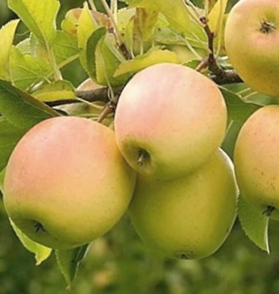 Apple Tree Serinka /Malus/