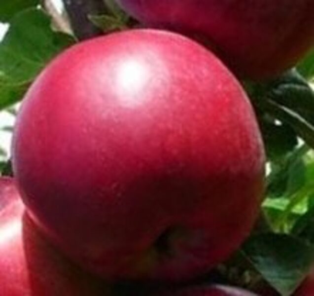 Apple Tree Spartan /Malus/