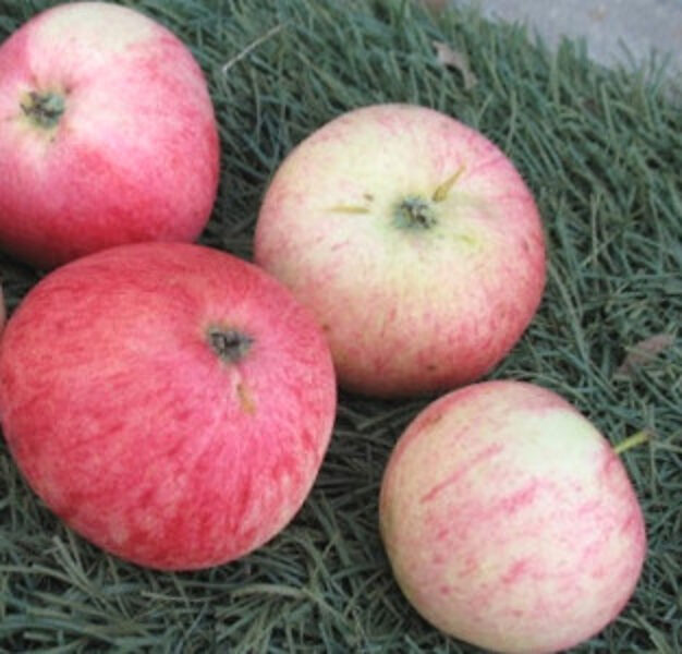 Summer harvest apple trees