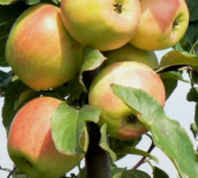 Apple Tree Zarja Alatau /Malus Zarja Alatau/ 