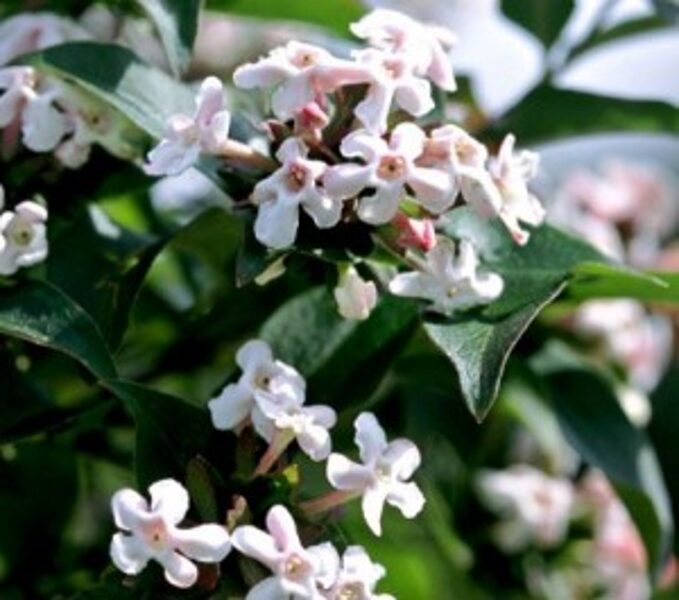 Fragrant Abelia /Abelia Mosanensis/ 