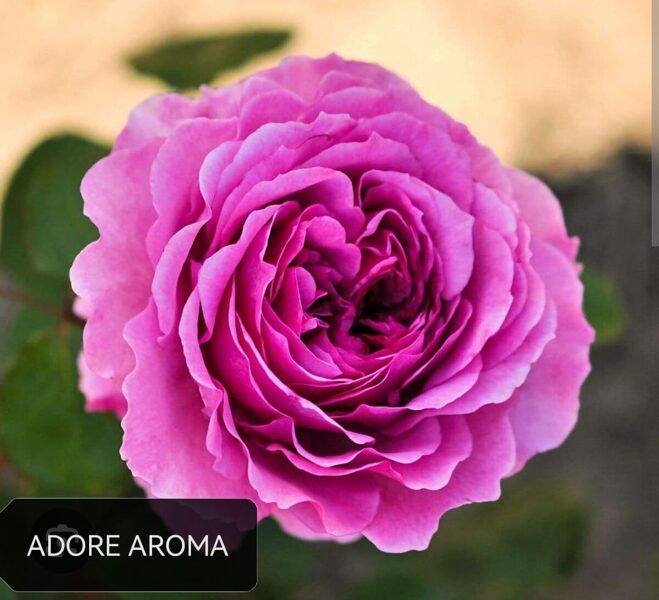 Tējhibrīdroze Adore Aroma /Rosa/