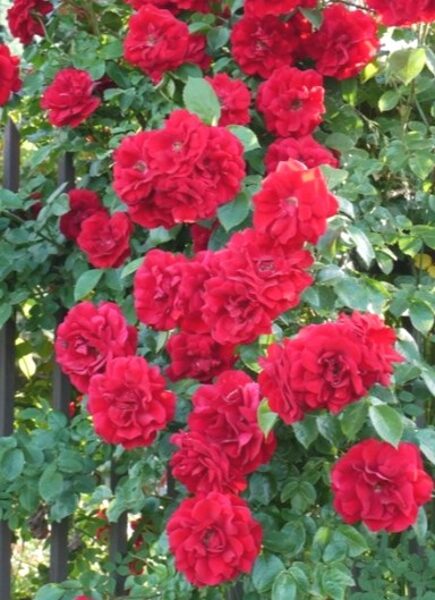 Плетистая роза Amadeus /Rosa/