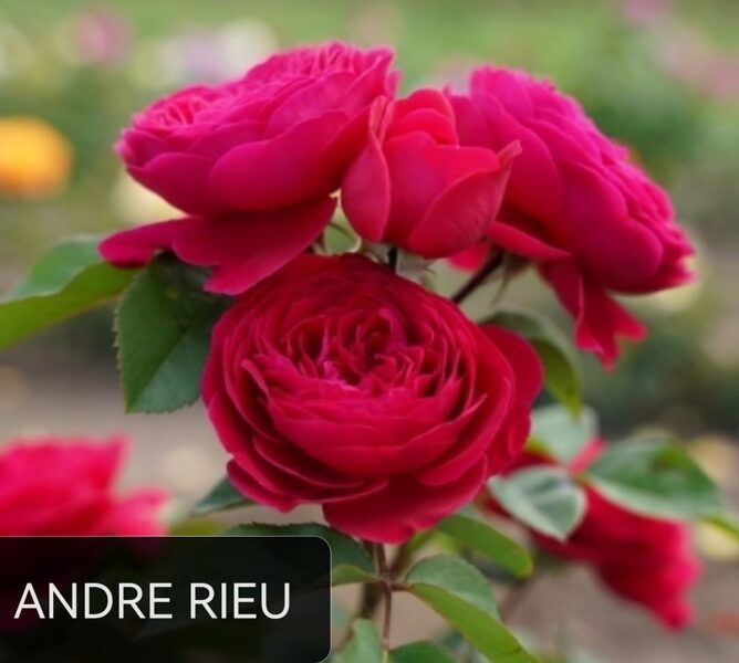 Tējhibrīdroze Andre Rieu /Rosa/