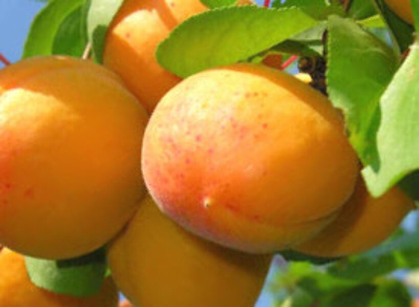 Apricot Seedling