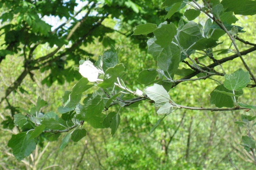 White Poplar /Populus Alba/ 