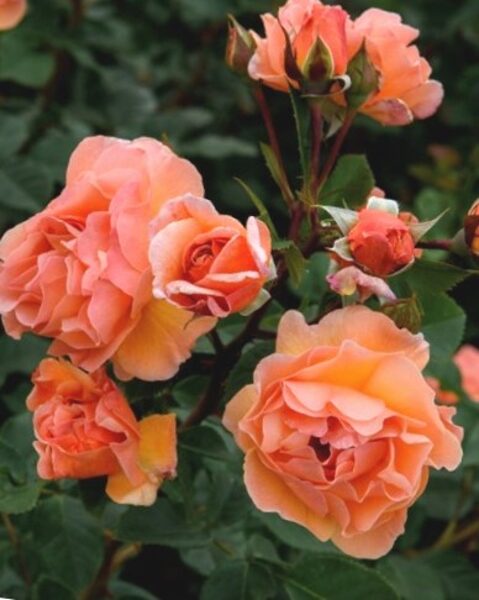 Английская роза Arabia /Rosa/