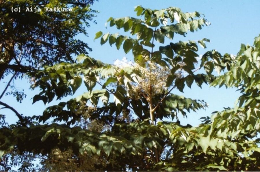 Japanese Angelica Tree /Aralia Elata/ 