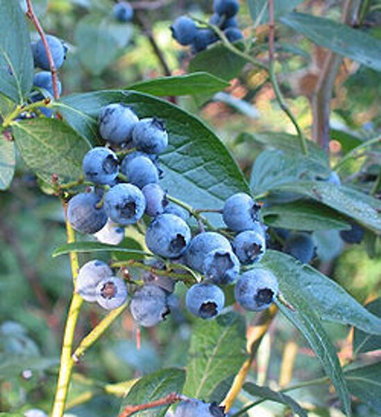 Northern Highbush Blueberry /Vaccinium Corymbosum/