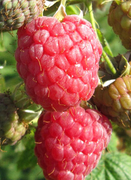 Raspberries Glen Ample /Rubus Idaeus/