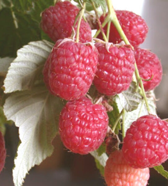 Raspberry Polka /Rubus Idaeus Polka/ 
