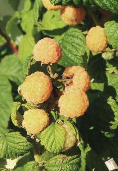 Raspberries  Poranna Rosa /Rubus Idaeus/