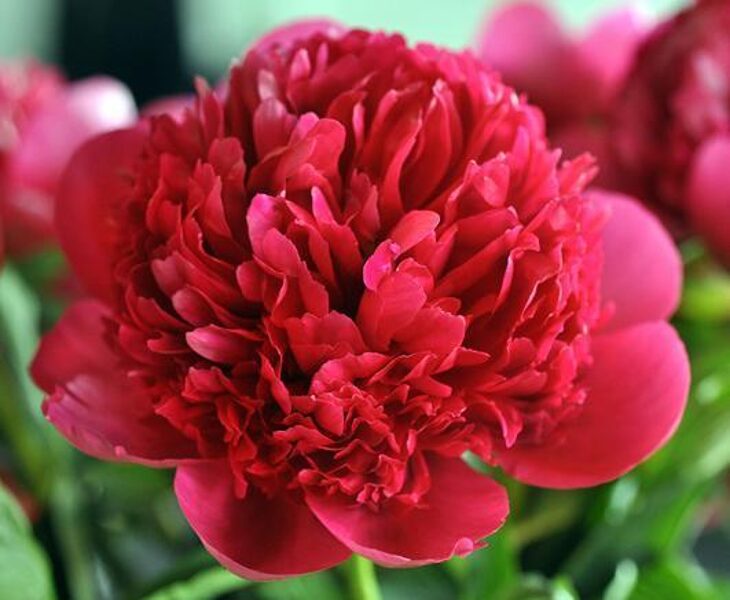 пион Belgravia /Paeonia/