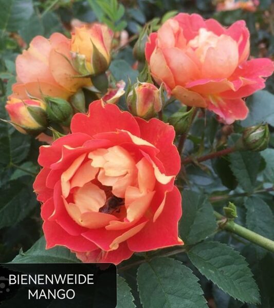 Floribundroze Bienenweide Mango /Rosa/