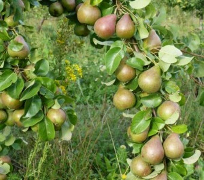 Pear Tree Vasarine Sviestine /Pyrus/ 