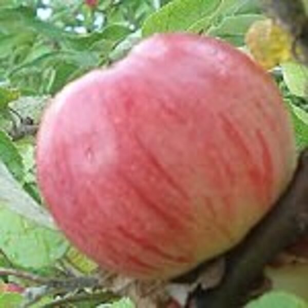 Apple-Pear Tree /Malus/ 