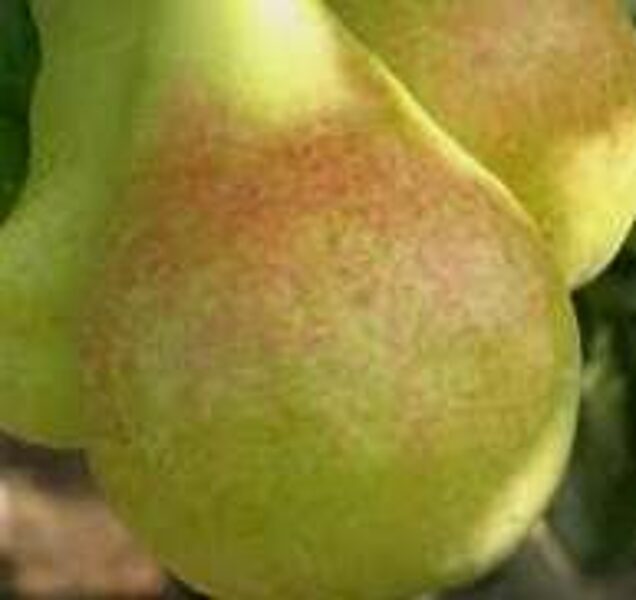 Pear Tree Nova /Pyrus/