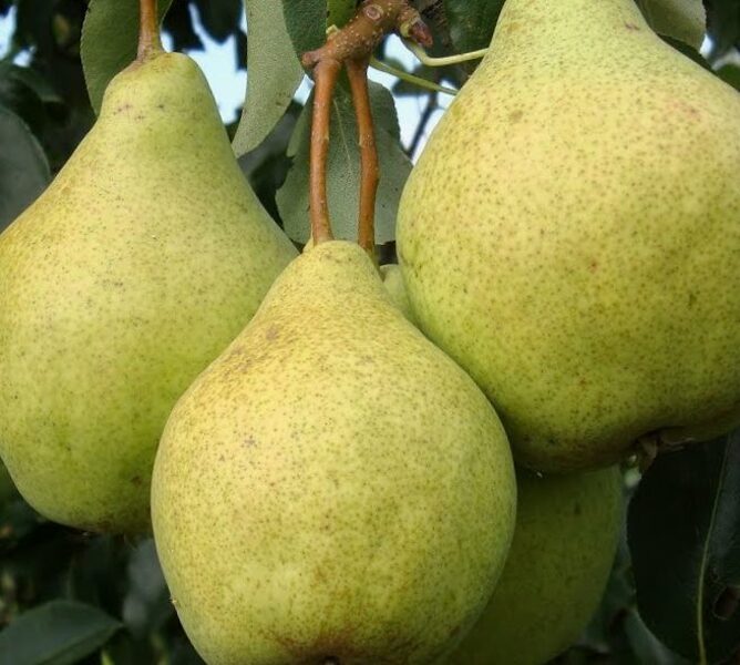 Pear Tree Prosto Marija /Pyrus/