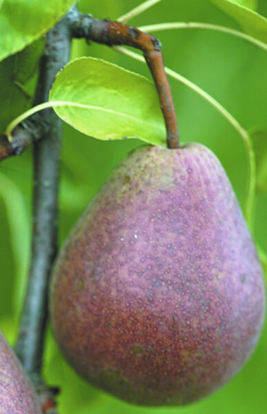 Pear Tree Sēlija /Pyrus/