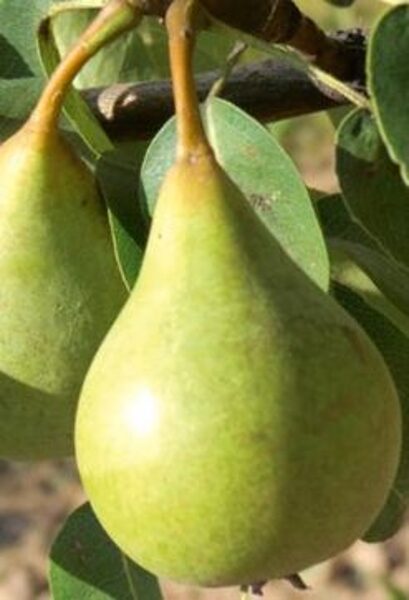 Pear Tree Talsu Skaistule /Pyrus/
