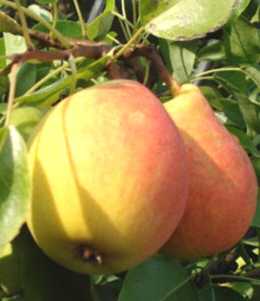 Pear Tree Valentina /Pyrus/