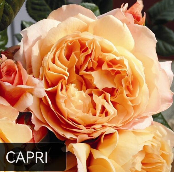 Tējhibrīdroze Capri /Rosa/