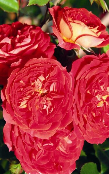 Climbing rose Carmen /Rosa/