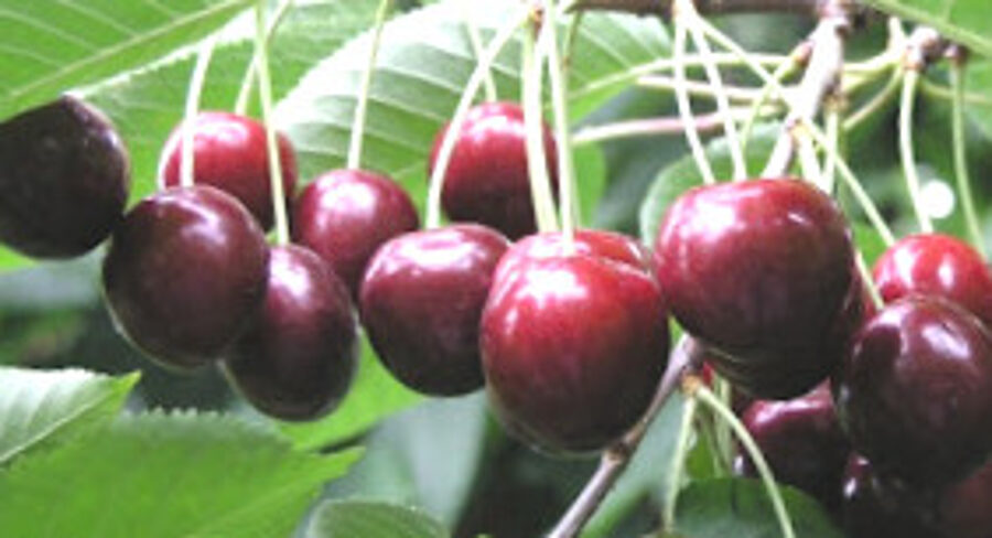 Sweet Cherry Brjanskaja 3-36 /Prunus Avium/