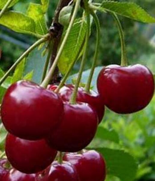 Sweet Cherry Kompaktnaja Venjaminova /Prunus Avium/