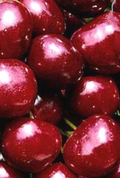 Sweet Cherry Ti-Ki /Prunus Avium/