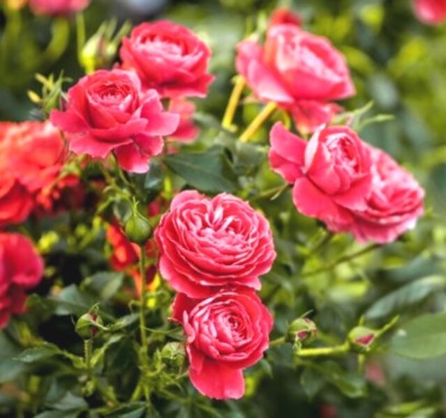 Floribunda rose Cherry Girl /Rosa/