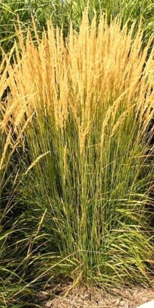 Feather Reed-Grass Karl Foerster /Calamagrostis X Acutiflora Karl Foerster/ 