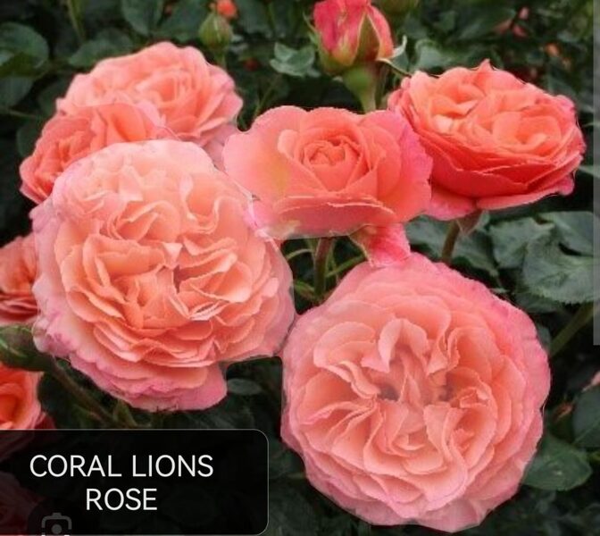 Floribundroze Coral lions /Rosa/