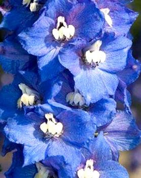 Delphinium Magic Fountains Dark Blue/ White Bee /Delphinium Cultorum / 