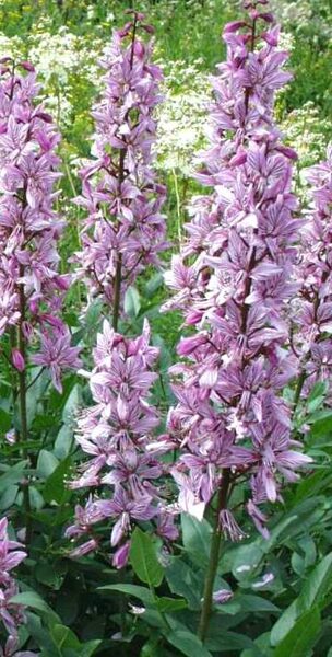 Gas Plant Or Dittany Purpureus /Dictamnus Albus Purpureus/ 