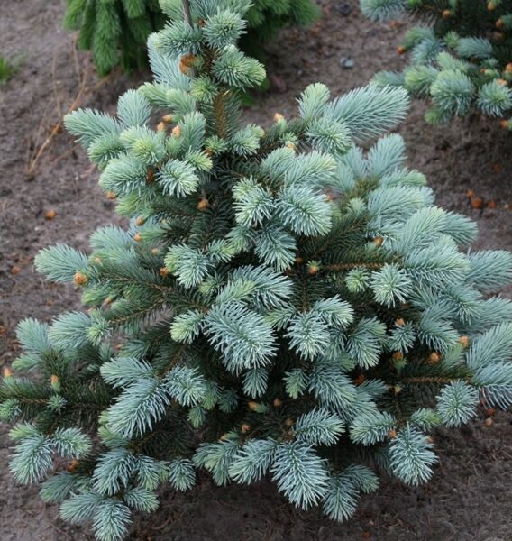 Blue Spruce Baby Blue Eyes /Picea Pungens Baby Blue Eyes/ 
