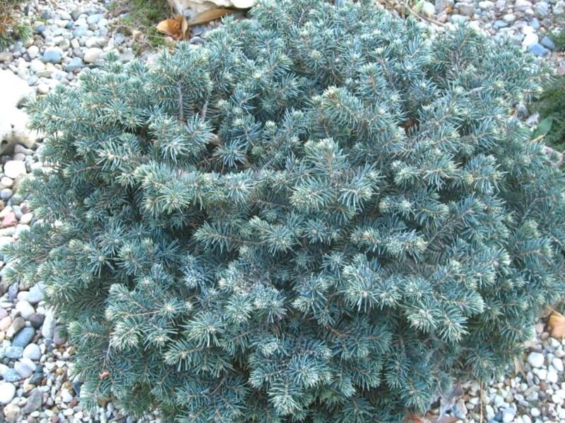 Blue Spruce Waldbrunn /Picea Pungens Waldbrunn/ 