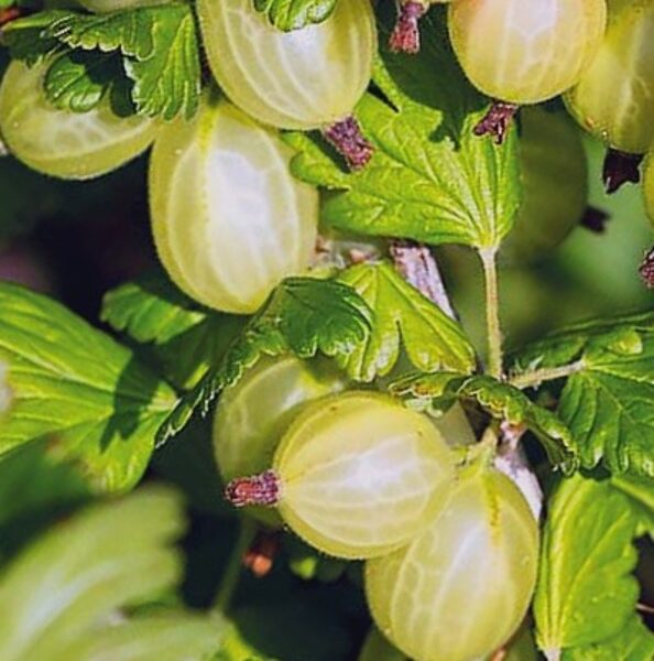 Gooseberry Captivator /Grossularia Reclinata Captivator (Ribes Uva-Crispa Captivator)/ 