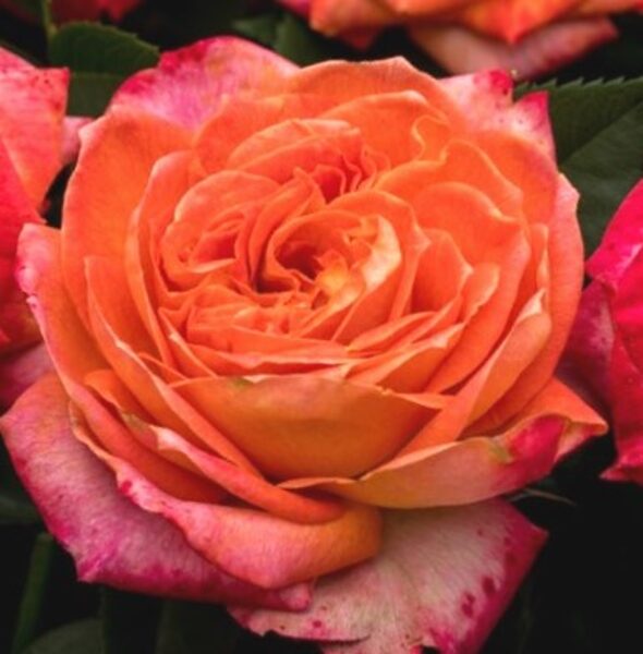 Hybrid tea rose Feurio /Rosa/