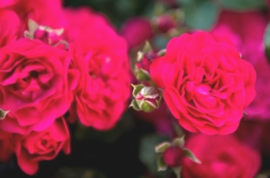 Почвопокровная роза Gaertnerfreude/Toscana /Rosa/