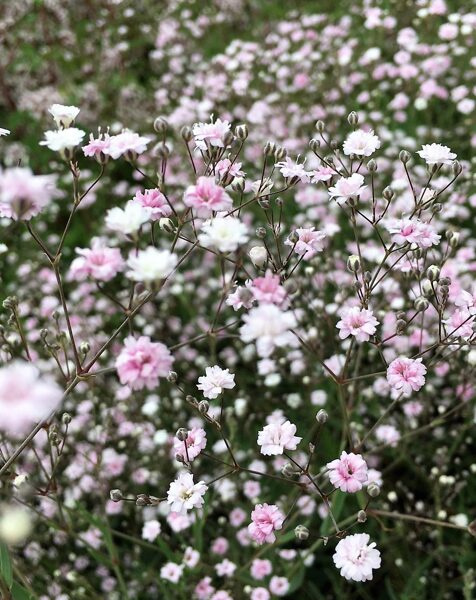 Gypsophila Rosenschleier /Gypsophila/
