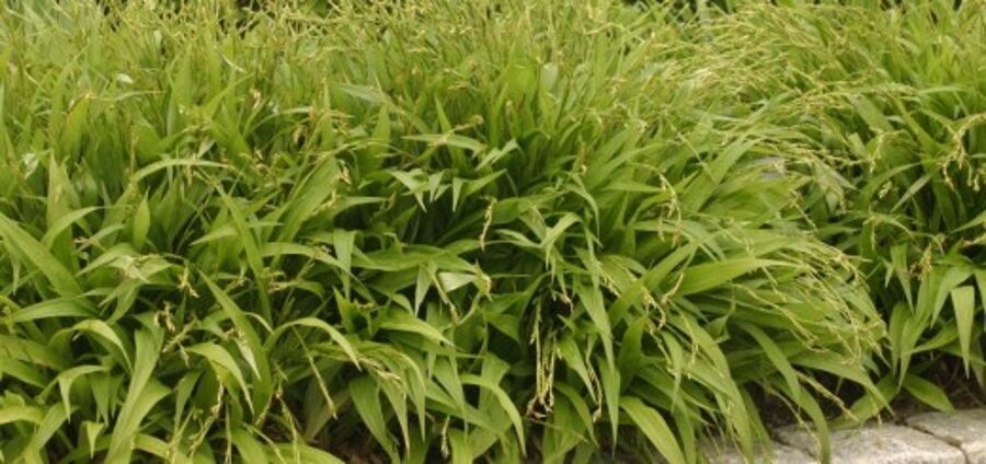  Осока ржавопятнистая /Carex siderosticta/