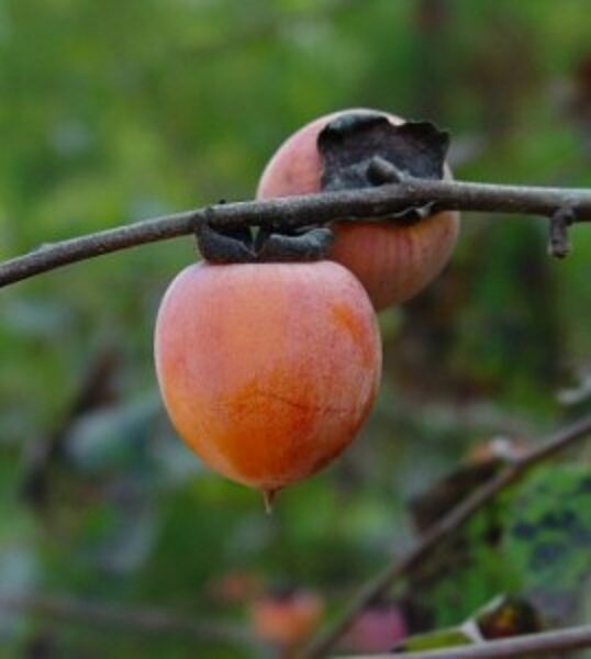 Common Persimmon /Diospyros Virginiana/ 